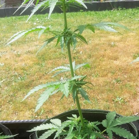Julia growlog timeline photo
