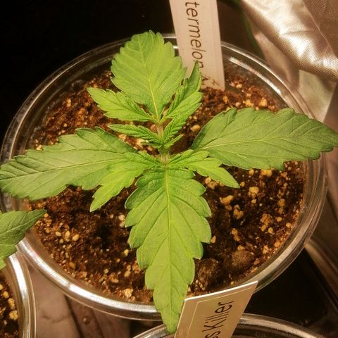 Waltraud growlog timeline photo