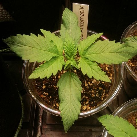 Jule growlog timeline photo