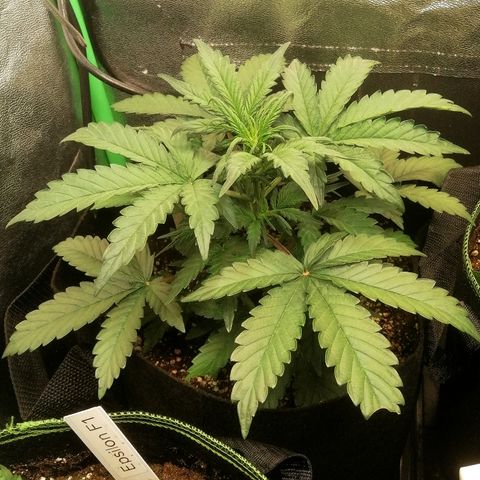 Cinderella growlog timeline photo