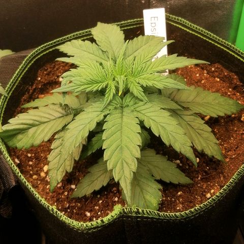 Elli growlog timeline photo