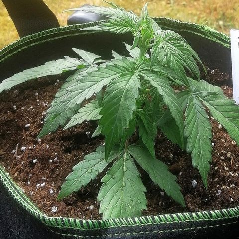 Elli growlog timeline photo