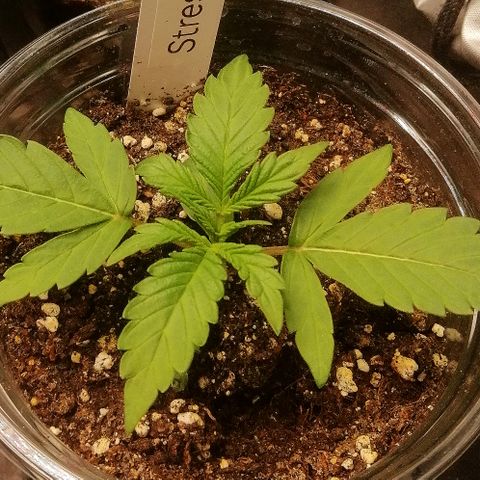 Ute growlog timeline photo