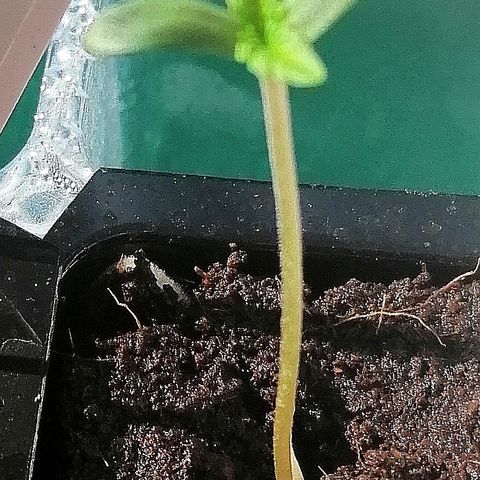 Anna growlog timeline photo