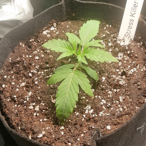 Ute growlog timeline photo