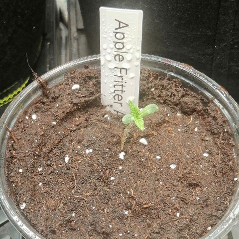 Anna growlog timeline photo