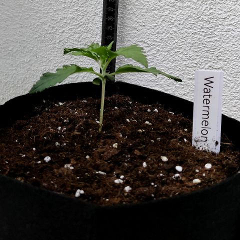 Waltraud growlog timeline photo
