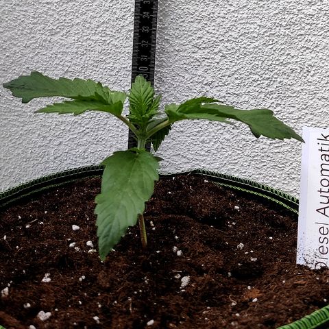 Jule growlog timeline photo
