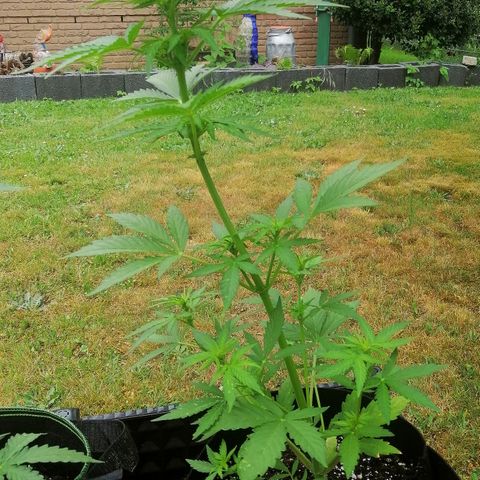 Susanne growlog timeline photo