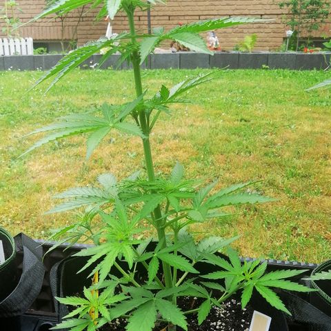 Bärbel growlog timeline photo