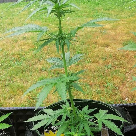 Julia growlog timeline photo
