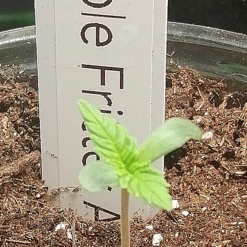 Anna growlog timeline photo