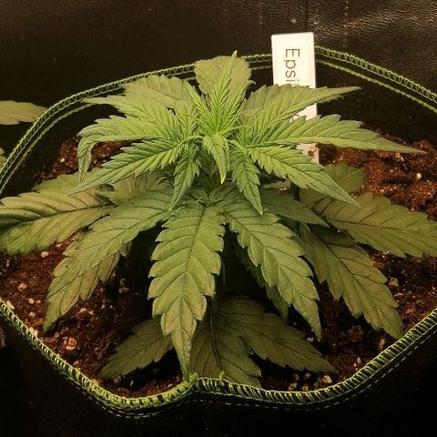 Elli growlog timeline photo