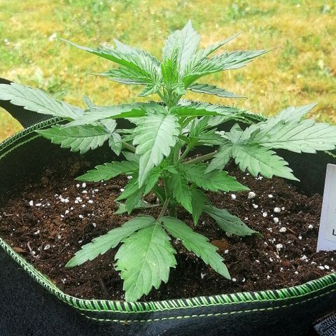 Elli growlog timeline photo