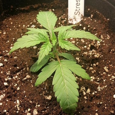 Ute growlog timeline photo