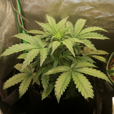 Cinderella growlog timeline photo