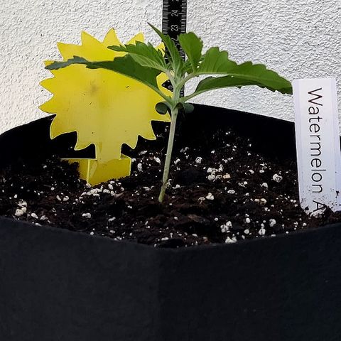Waltraud growlog timeline photo
