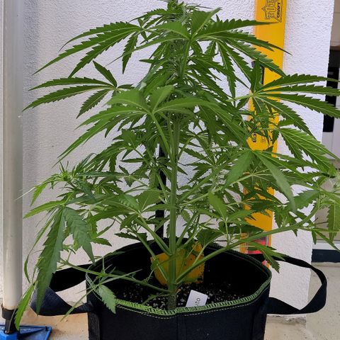 Ida growlog timeline photo