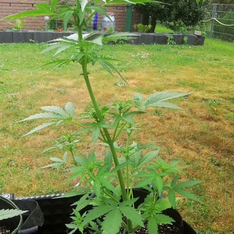 Susanne growlog timeline photo