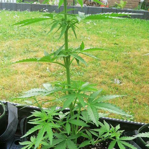Bärbel growlog timeline photo