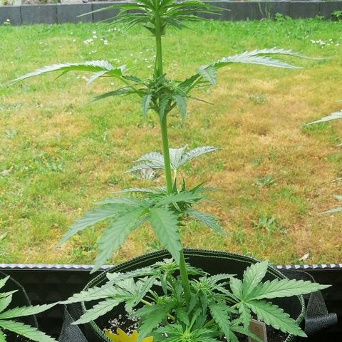 Julia growlog timeline photo