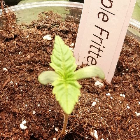Anna growlog timeline photo