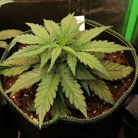 Elli growlog timeline photo