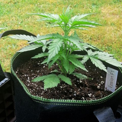 Elli growlog timeline photo