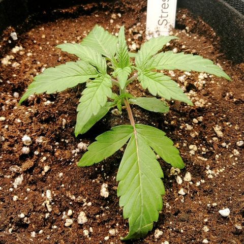 Ute growlog timeline photo