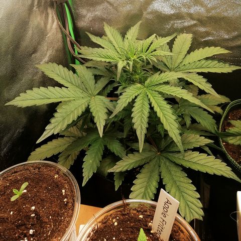 Cinderella growlog timeline photo