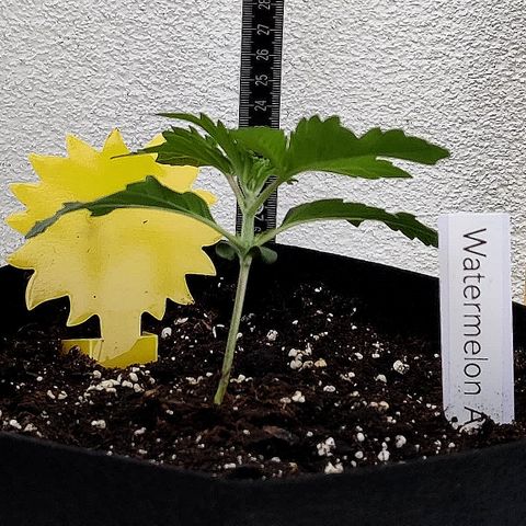 Waltraud growlog timeline photo