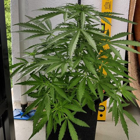 Ida growlog timeline photo