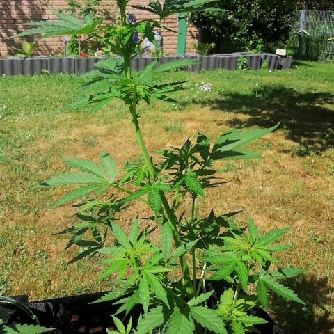 Susanne growlog timeline photo