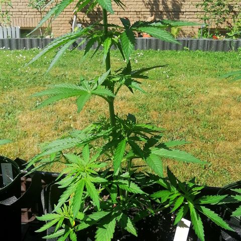 Bärbel growlog timeline photo