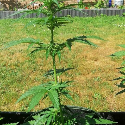 Julia growlog timeline photo