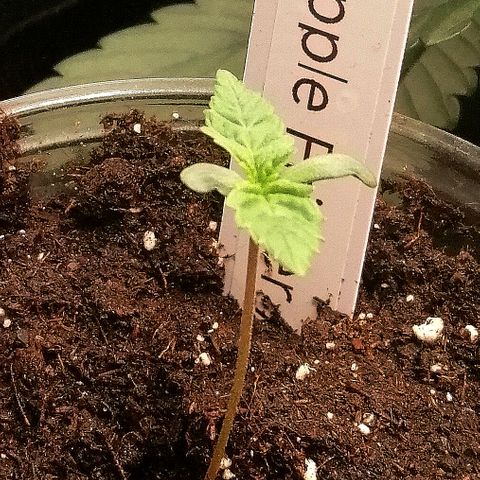 Anna growlog timeline photo