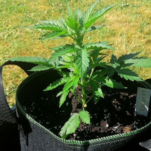 Elli growlog timeline photo