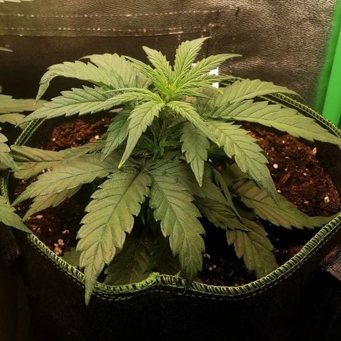 Elli growlog timeline photo