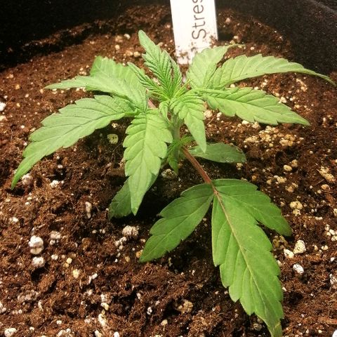 Ute growlog timeline photo