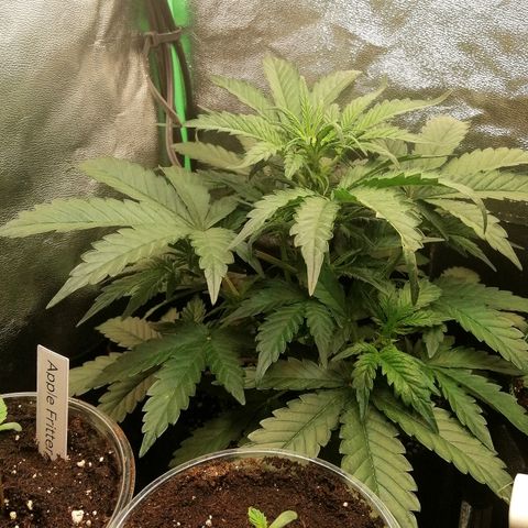 Cinderella growlog timeline photo