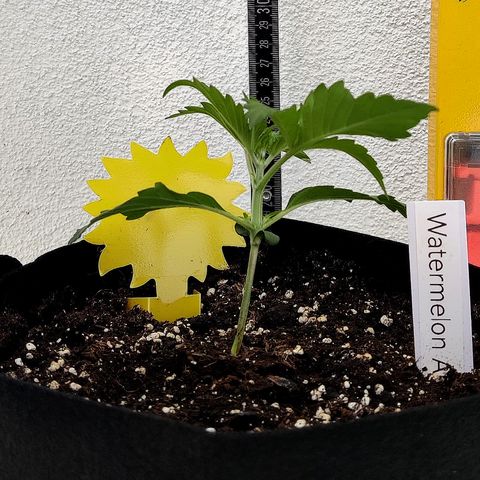 Waltraud growlog timeline photo