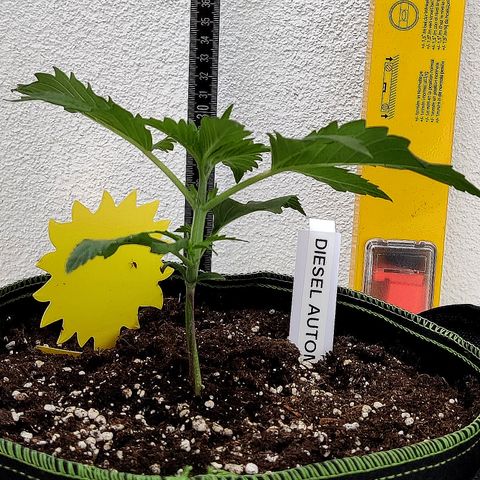 Jule growlog timeline photo