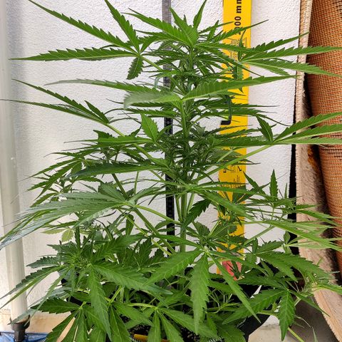 Ida growlog timeline photo