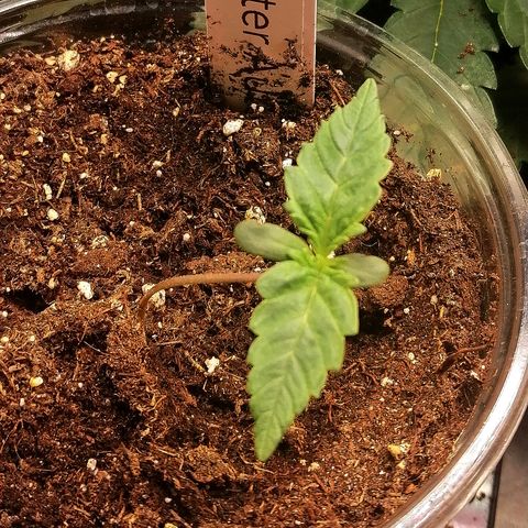 Anna growlog timeline photo
