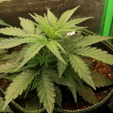 Elli growlog timeline photo
