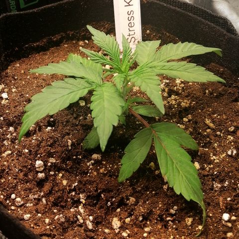 Ute growlog timeline photo