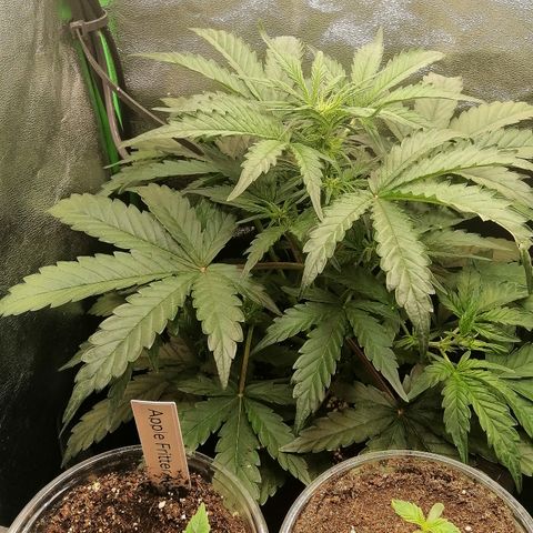 Cinderella growlog timeline photo