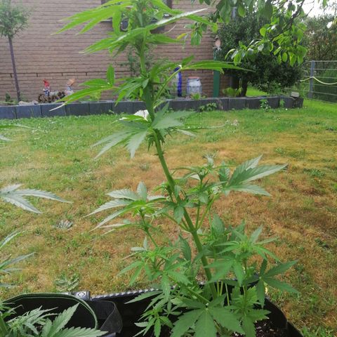 Susanne growlog timeline photo