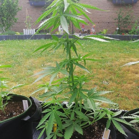 Bärbel growlog timeline photo