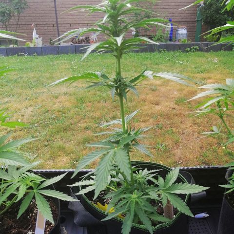 Julia growlog timeline photo